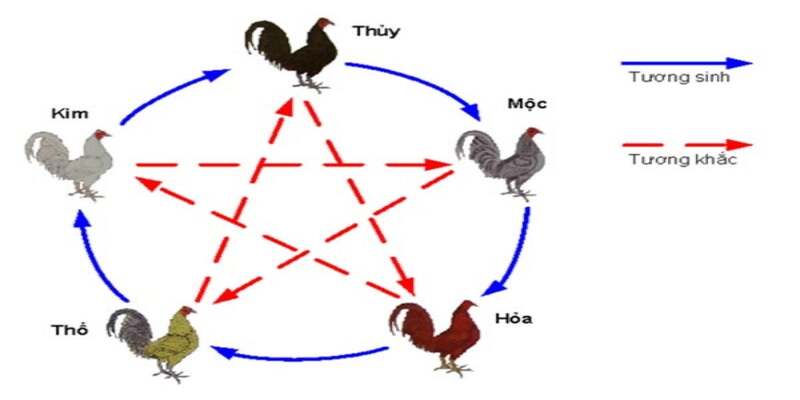 Hiểu rõ các thuật ngữ khi xem màu gà đá tiền lớn tại cwin