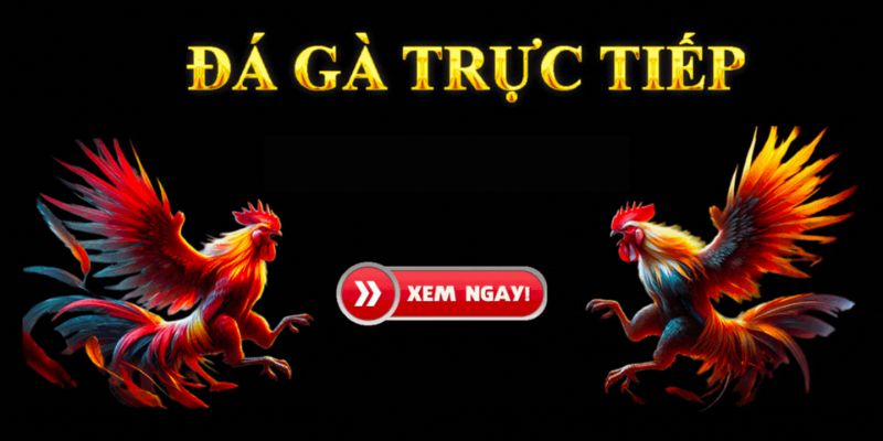 Đâu là điểm xem trực tiếp đá gà phi tuyệt vời nhất? 